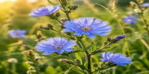 معرفی گیاه کاسنی